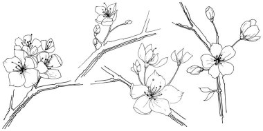 Kır çiçeği sakura çiçek, izole bir vektör tarzı. Bitki tam adı: Sakura bloom. Arka plan, doku, sarıcı desen, çerçeve veya sınır vektör kır çiçeği.