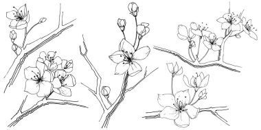 Kır çiçeği sakura çiçek, izole bir vektör tarzı. Bitki tam adı: Sakura bloom. Arka plan, doku, sarıcı desen, çerçeve veya sınır vektör kır çiçeği.