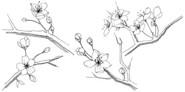 Kır çiçeği sakura çiçek, izole bir vektör tarzı. Bitki tam adı: Sakura bloom. Arka plan, doku, sarıcı desen, çerçeve veya sınır vektör kır çiçeği.