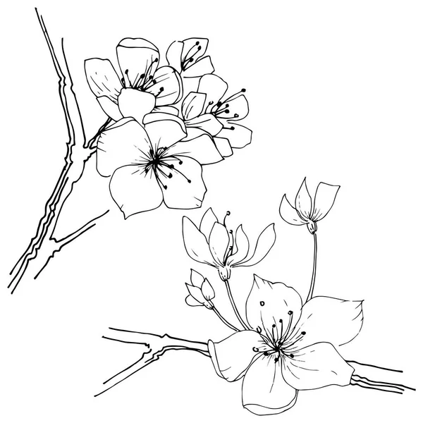 Flor Silvestre Flor Sakura Estilo Vectorial Aislado Nombre Completo Planta — Archivo Imágenes Vectoriales