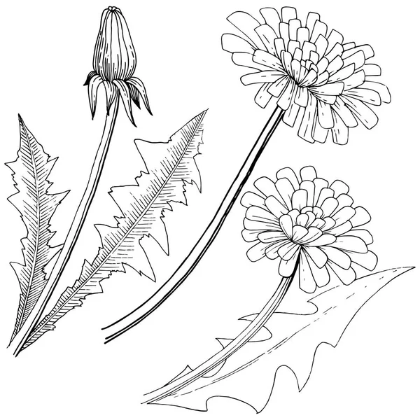 蒲公英的野花在矢量风格中被孤立 植物全名 蒲公英 包装图案 框架或边框的矢量花 — 图库矢量图片