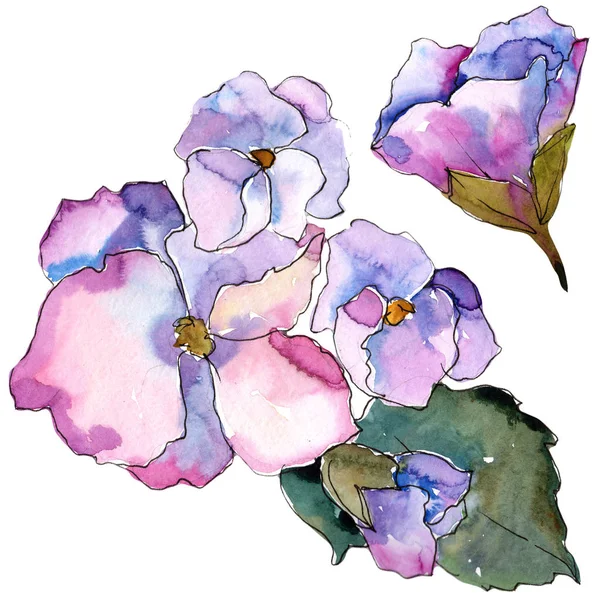 Gardania Rosa Viola Fiore Botanico Floreale Elemento Illustrazione Isolato Fiordaliso — Foto Stock