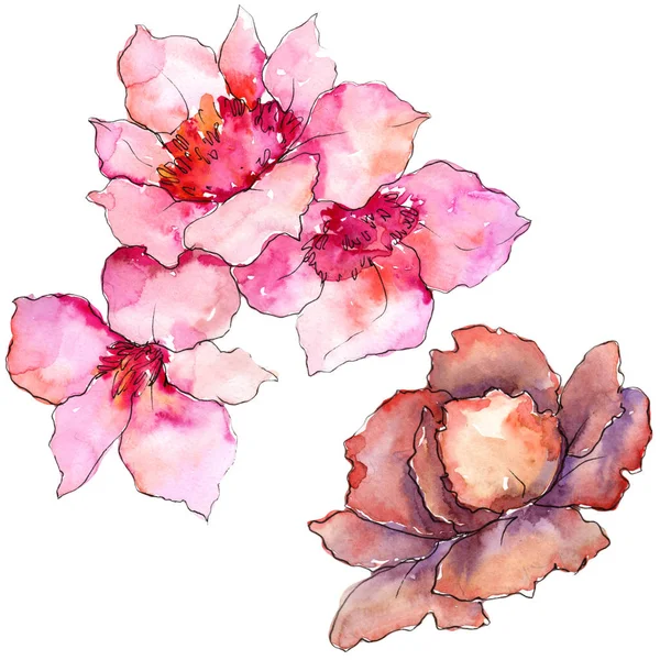 ピンクとパープルの Gardania 花植物の花 孤立した図の要素 テクスチャ ラッパー パターン フレームや境界線の Aquarelle ワイルドフラワー — ストック写真