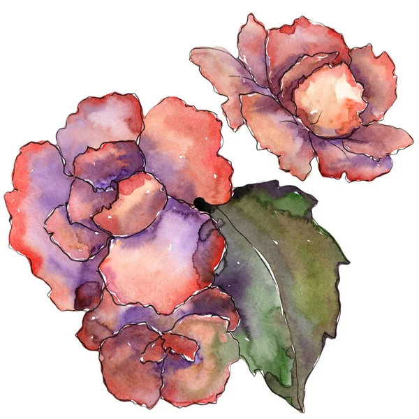粉红色和紫色的 Gardania 花卉植物花 独立的插图元素 包装图案 框架或边框的水彩画野花 — 图库照片