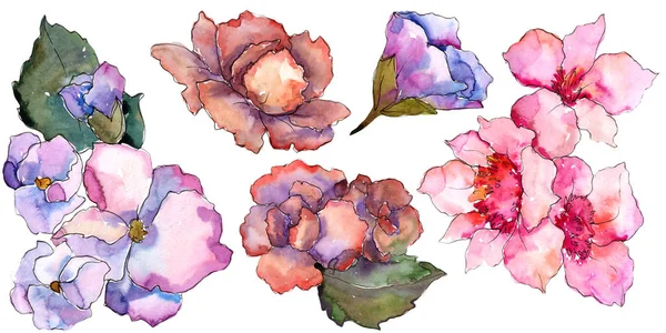 Розовая Фиолетовая Гардания Цветочный Ботанический Цветок Изолированный Элемент Иллюстрации Aquarelle — стоковое фото