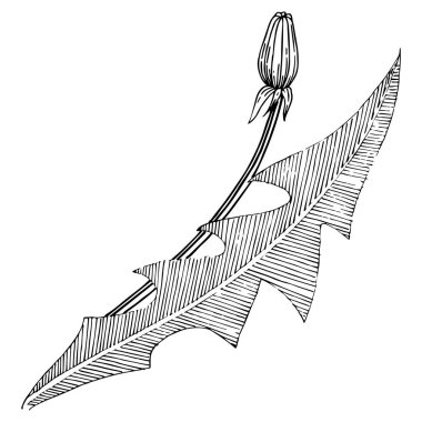 Kır çiçeği izole bir vektör tarzda karahindiba. Bitki tam adı: karahindiba. Arka plan, doku, sarıcı desen, çerçeve veya kenarlık için vektör çiçek.