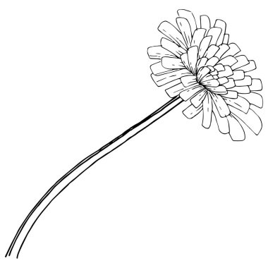 Kır çiçeği izole bir vektör tarzda karahindiba. Bitki tam adı: karahindiba. Arka plan, doku, sarıcı desen, çerçeve veya kenarlık için vektör çiçek.