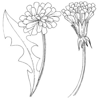 Kır çiçeği izole bir vektör tarzda karahindiba. Bitki tam adı: karahindiba. Arka plan, doku, sarıcı desen, çerçeve veya kenarlık için vektör çiçek.