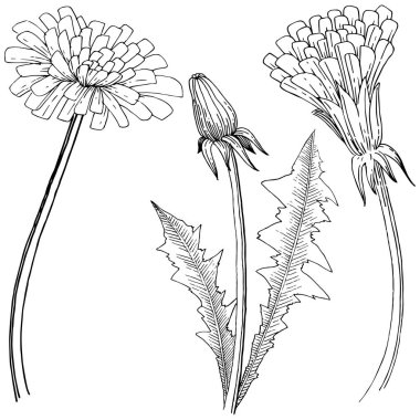 Kır çiçeği izole bir vektör tarzda karahindiba. Bitki tam adı: karahindiba. Arka plan, doku, sarıcı desen, çerçeve veya kenarlık için vektör çiçek.