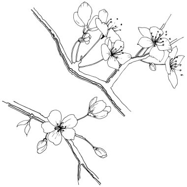 Kır çiçeği sakura çiçek, izole bir vektör tarzı. Bitki tam adı: Sakura bloom. Arka plan, doku, sarıcı desen, çerçeve veya sınır vektör kır çiçeği.