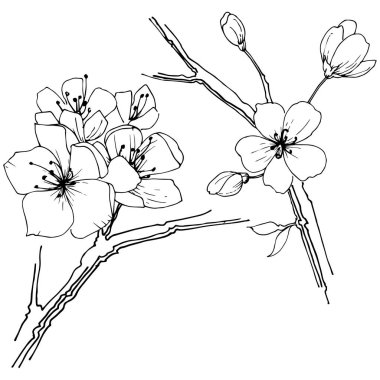 Kır çiçeği sakura çiçek, izole bir vektör tarzı. Bitki tam adı: Sakura bloom. Arka plan, doku, sarıcı desen, çerçeve veya sınır vektör kır çiçeği.