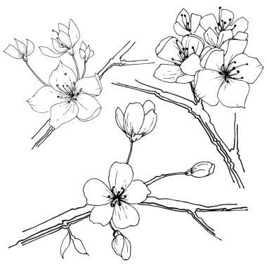 Kır çiçeği sakura çiçek, izole bir vektör tarzı. Bitki tam adı: Sakura bloom. Arka plan, doku, sarıcı desen, çerçeve veya sınır vektör kır çiçeği.