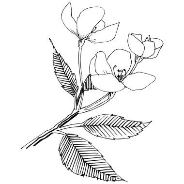 Apple bloom izole bir vektör tarzı. Bitki tam adı: Apple bloom. Arka plan, doku, sarıcı desen, çerçeve veya kenarlık için vektör çiçek.