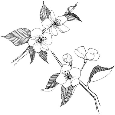Apple bloom izole bir vektör tarzı. Bitki tam adı: Apple bloom. Arka plan, doku, sarıcı desen, çerçeve veya kenarlık için vektör çiçek.