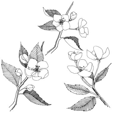 Apple bloom izole bir vektör tarzı. Bitki tam adı: Apple bloom. Arka plan, doku, sarıcı desen, çerçeve veya kenarlık için vektör çiçek.