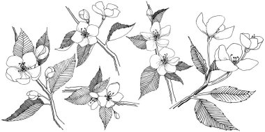 Apple bloom izole bir vektör tarzı. Bitki tam adı: Apple bloom. Arka plan, doku, sarıcı desen, çerçeve veya kenarlık için vektör çiçek.