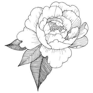 Şakayık izole bir vektör tarzı. Bitki tam adı: şakayık. Arka plan, doku, sarıcı desen, çerçeve veya kenarlık için vektör çiçek.