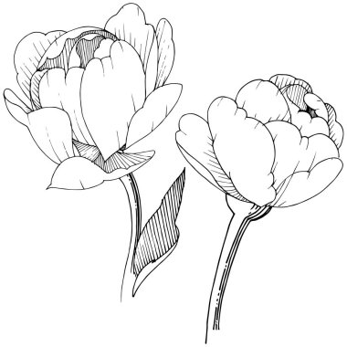 Şakayık izole bir vektör tarzı. Bitki tam adı: şakayık. Arka plan, doku, sarıcı desen, çerçeve veya kenarlık için vektör çiçek.