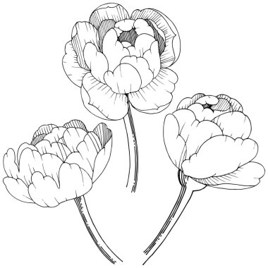 Şakayık izole bir vektör tarzı. Bitki tam adı: şakayık. Arka plan, doku, sarıcı desen, çerçeve veya kenarlık için vektör çiçek.