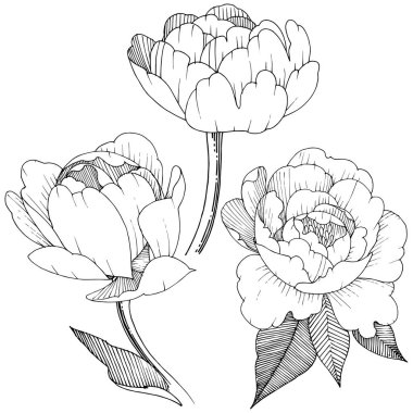 Şakayık izole bir vektör tarzı. Bitki tam adı: şakayık. Arka plan, doku, sarıcı desen, çerçeve veya kenarlık için vektör çiçek.