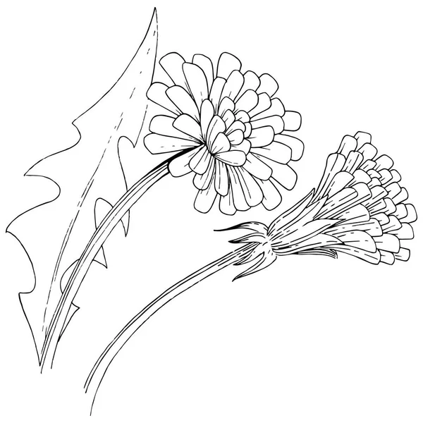 Dandelion Flores Silvestres Estilo Vetorial Isolado Nome Completo Planta Dente — Vetor de Stock