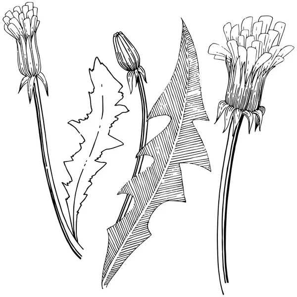 Wildflower Paardebloem Stijl Van Een Vector Geïsoleerd Volledige Naam Van — Stockvector