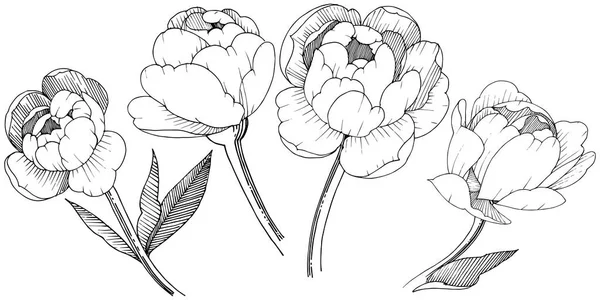 Pivoine Dans Style Vectoriel Isolé Nom Complet Plante Pivoine Fleur — Image vectorielle