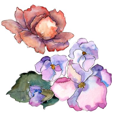 Pembe ve mor gardania. Botanik çiçek. İzole illüstrasyon öğesi. Arka plan, doku, sarıcı desen, çerçeve veya kenarlık için Aquarelle kır çiçeği.