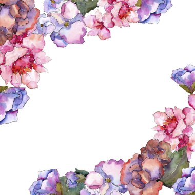Pembe ve mor gardania. Botanik çiçek. Çerçeve kenarlığı süsleme Meydanı. Arka plan, doku, sarıcı desen, çerçeve veya kenarlık için Aquarelle kır çiçeği.