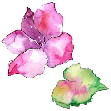 Pembe ve mor gardania. Botanik çiçek. İzole illüstrasyon öğesi. Arka plan, doku, sarıcı desen, çerçeve veya kenarlık için Aquarelle kır çiçeği.