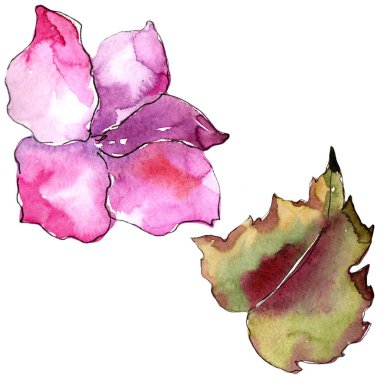 Pembe ve mor gardania. Botanik çiçek. İzole illüstrasyon öğesi. Arka plan, doku, sarıcı desen, çerçeve veya kenarlık için Aquarelle kır çiçeği.