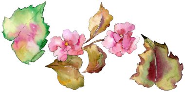 Pembe ve mor gardania. Botanik çiçek. İzole illüstrasyon öğesi. Arka plan, doku, sarıcı desen, çerçeve veya kenarlık için Aquarelle kır çiçeği.