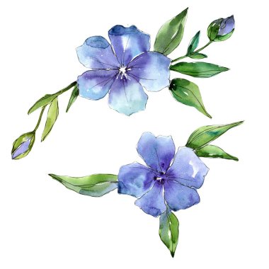 Suluboya mavi keten çiçek. Botanik çiçek. İzole illüstrasyon öğesi. Arka plan, doku, sarıcı desen, çerçeve veya kenarlık için Aquarelle kır çiçeği.