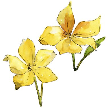 Suluboya mavi ve keten çiçek. Botanik çiçek. İzole illüstrasyon öğesi. Arka plan, doku, sarıcı desen, çerçeve veya kenarlık için Aquarelle kır çiçeği.