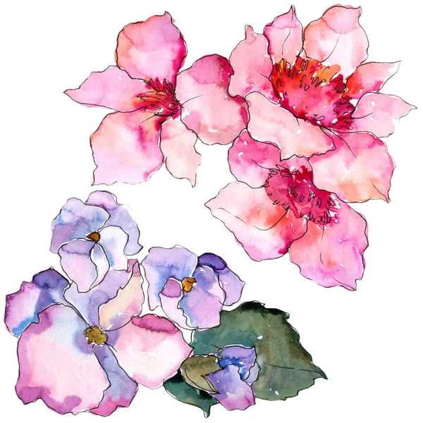 Gardania Różowy Fioletowy Botaniczny Kwiat Kwiatowy Element Ilustracja Białym Tle — Zdjęcie stockowe