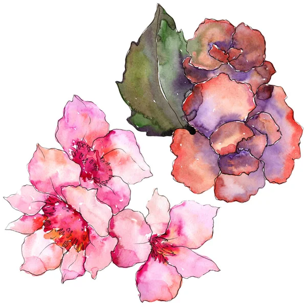 Garderie Rose Violette Fleur Botanique Florale Élément Illustration Isolé Aquarelle — Photo