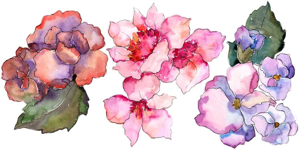 Gardania Rosa Viola Fiore Botanico Floreale Elemento Illustrazione Isolato Fiordaliso — Foto Stock