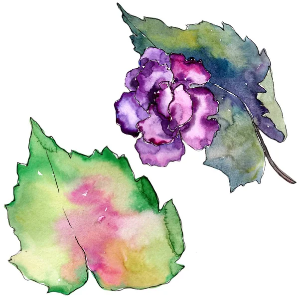 Garderie Rose Violette Fleur Botanique Florale Élément Illustration Isolé Aquarelle — Photo