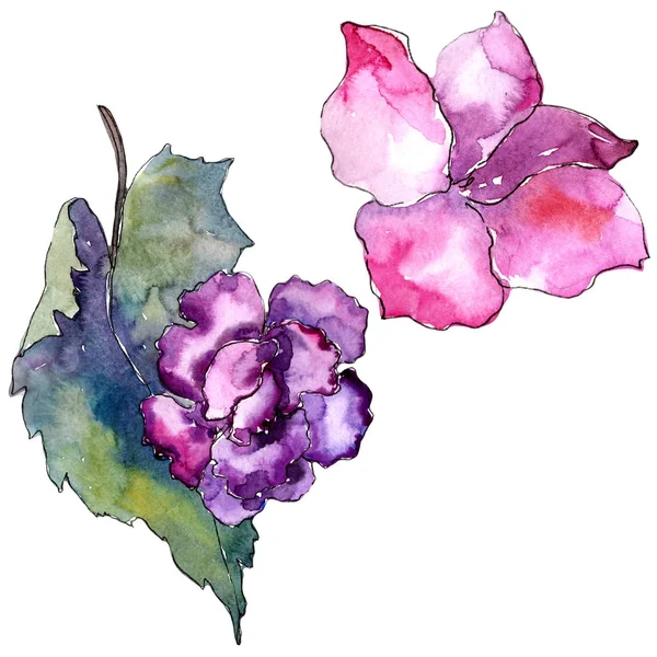 Garderie Rose Violette Fleur Botanique Florale Élément Illustration Isolé Aquarelle — Photo