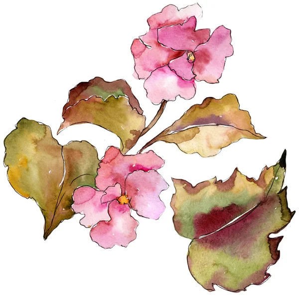 粉红色和紫色的 Gardania 花卉植物花 独立的插图元素 包装图案 框架或边框的水彩画野花 — 图库照片