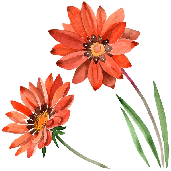 Gazánie Akvarel Oranžové Květy Květinové Botanické Květin Izolované Ilustrace Prvek — Stock fotografie