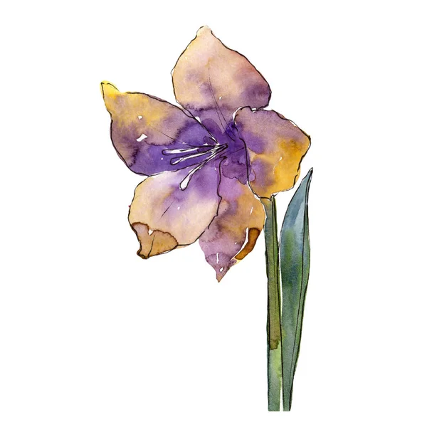 Aquarela Colorido Amaryllis Flor Floral Flor Botânica Isolado Elemento Ilustração — Fotografia de Stock
