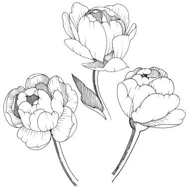 Şakayık izole bir vektör tarzı. Bitki tam adı: şakayık. Arka plan, doku, sarıcı desen, çerçeve veya kenarlık için vektör çiçek.