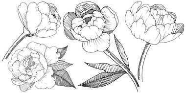 Şakayık izole bir vektör tarzı. Bitki tam adı: şakayık. Arka plan, doku, sarıcı desen, çerçeve veya kenarlık için vektör çiçek.