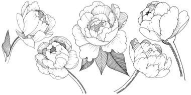 Şakayık izole bir vektör tarzı. Bitki tam adı: şakayık. Arka plan, doku, sarıcı desen, çerçeve veya kenarlık için vektör çiçek.