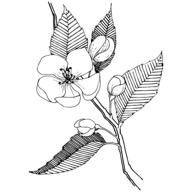 Apple bloom izole bir vektör tarzı. Bitki tam adı: Apple bloom. Arka plan, doku, sarıcı desen, çerçeve veya kenarlık için vektör çiçek.