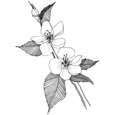 Apple bloom izole bir vektör tarzı. Bitki tam adı: Apple bloom. Arka plan, doku, sarıcı desen, çerçeve veya kenarlık için vektör çiçek.