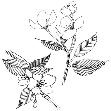 Apple bloom izole bir vektör tarzı. Bitki tam adı: Apple bloom. Arka plan, doku, sarıcı desen, çerçeve veya kenarlık için vektör çiçek.