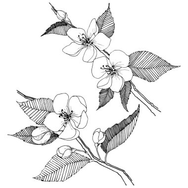 Apple bloom izole bir vektör tarzı. Bitki tam adı: Apple bloom. Arka plan, doku, sarıcı desen, çerçeve veya kenarlık için vektör çiçek.