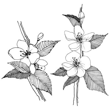 Apple bloom izole bir vektör tarzı. Bitki tam adı: Apple bloom. Arka plan, doku, sarıcı desen, çerçeve veya kenarlık için vektör çiçek.